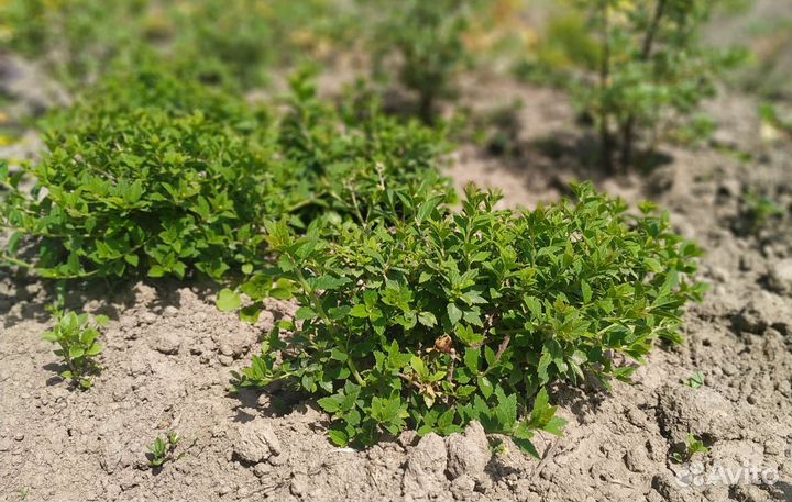 Декоративные кустарники