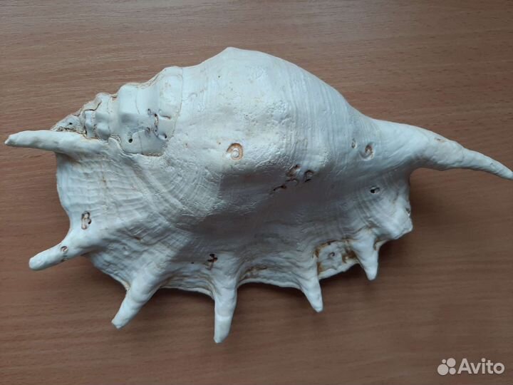 Ракушка морская большая