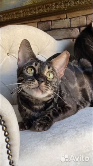 Девока в добрые руки