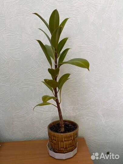 Фикус каучуконосный