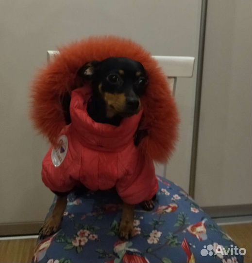 Пошив одежды для собак