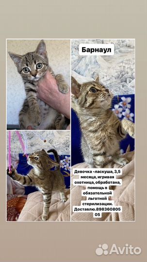 Кошка в дар