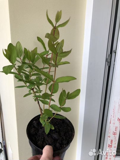 Малина оранжевое чудо, смородина, крыжовник