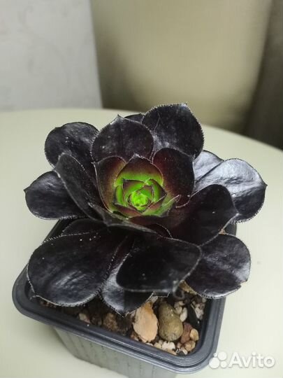 Суккуленты