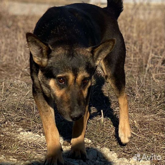 Отдам в добрые руки