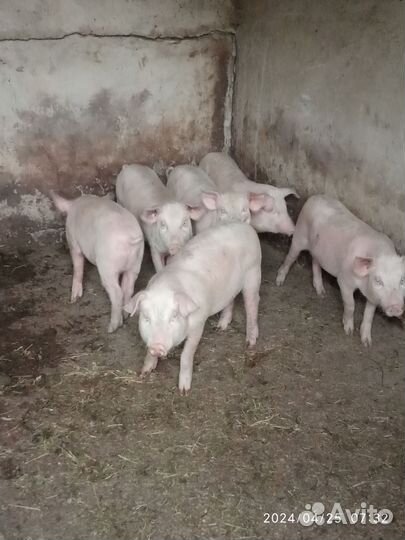 Продаются поросята