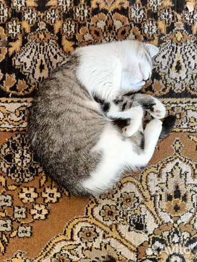 Котята в добрые руки бесплатно