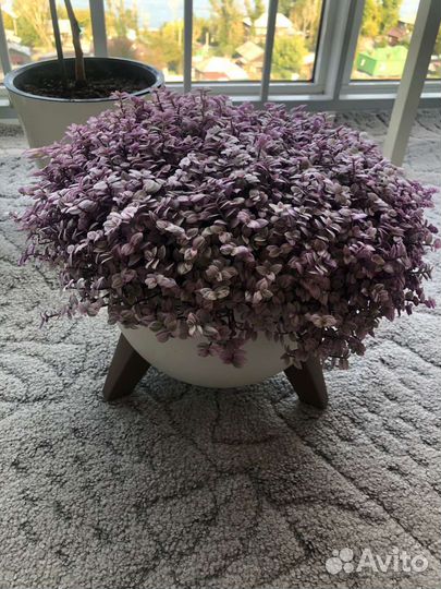 Каллизия розовая пантера