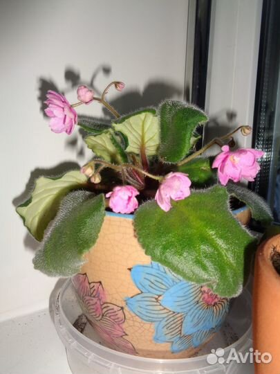 Фиалка розовая детки и стартеры