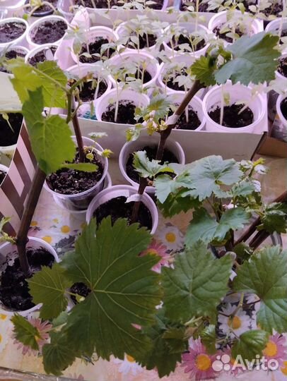 Виноград саженцы