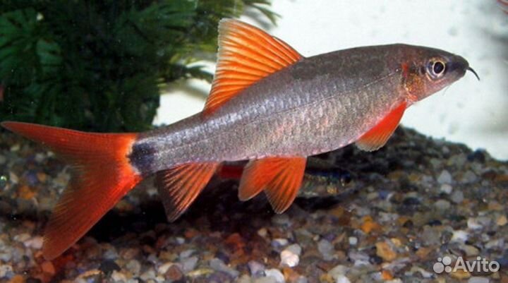 Лабео таиландский, зеленый (Epalzeorhynchos frena