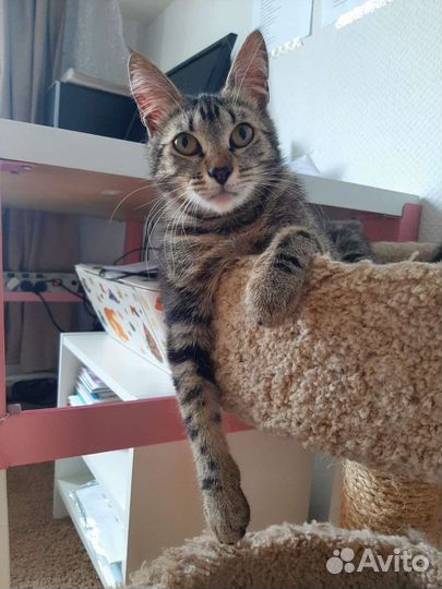 Юная кошечка Мэри хочет домой