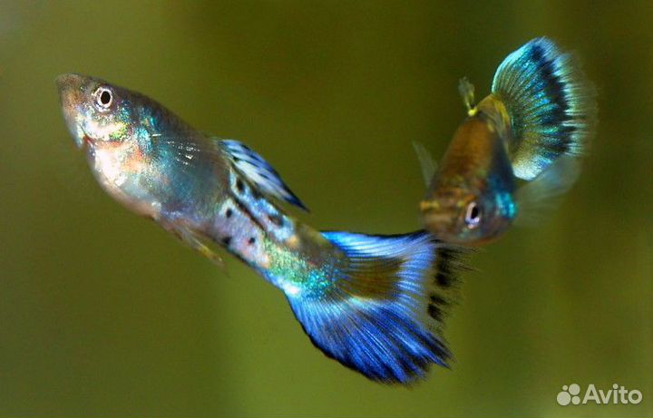 Гуппи Голубой Сапфир (Poecilia reticulata) самцы