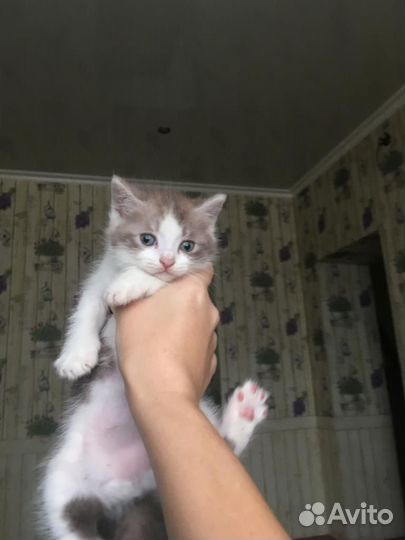 Отдам котенка