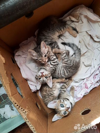 Милые очаровашки