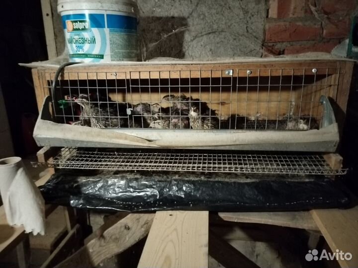 Клетки для перепелов бу