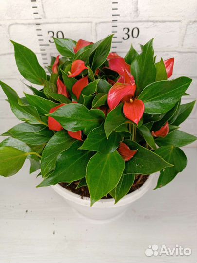 Антуриум карликовый Триллион Ред