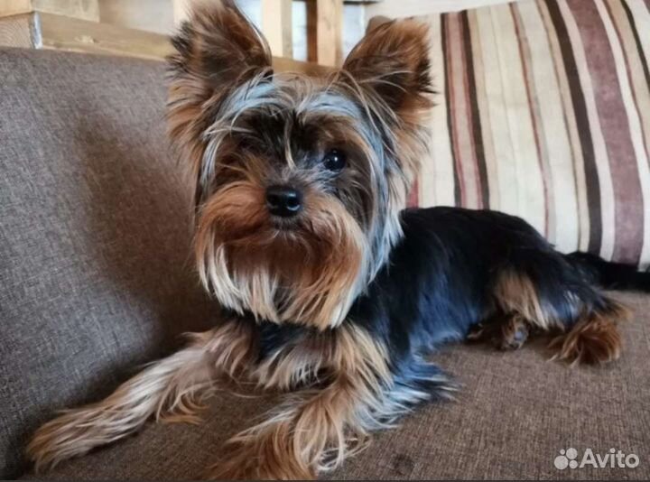 Йоркширский терьер вязка мальчик