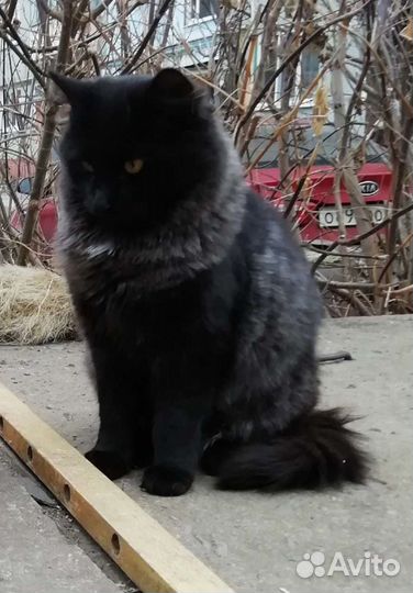 Котик редкого окраса Гриша ищет дом