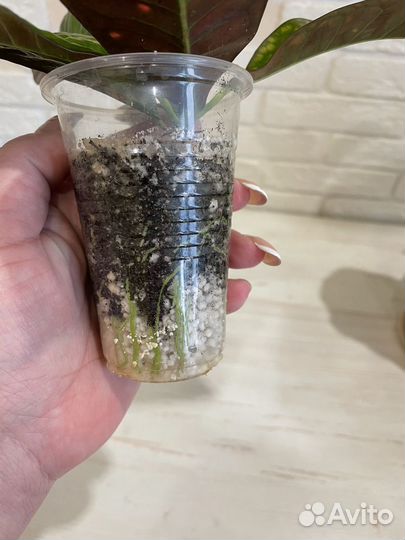 Кротон Миссис Айстон