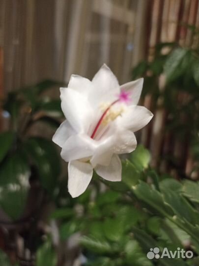 Декабрист шлюмбергера белый