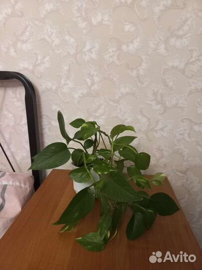 Сциндапсус, бегония, молочай, спатифиллум