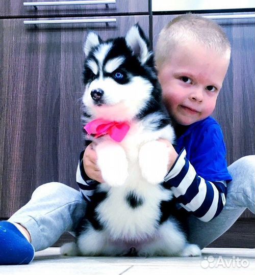 Офигенные щенки Хаски от Кубы в Ярославле (+вязка)