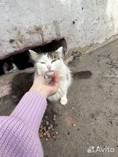 Котята и кошки