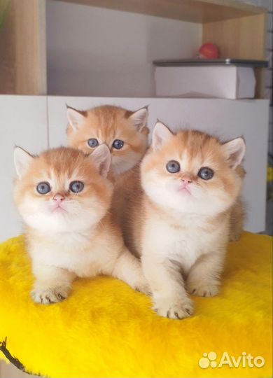 Британские котята золотая шиншилла