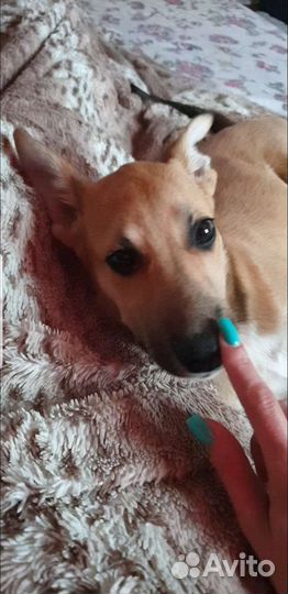 Собака в добрые руки