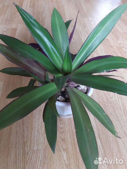 Традесканция Рео