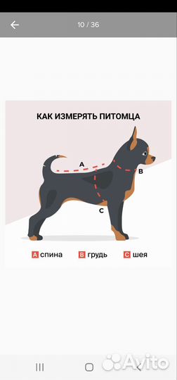 Дождевик для маленькой собаки. Размер М