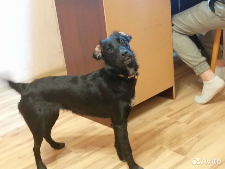 Собака в добрые руки