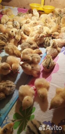 Перепела суточные