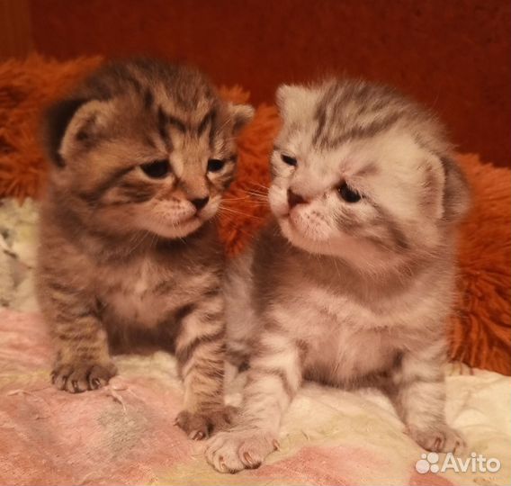 Шотландские котята