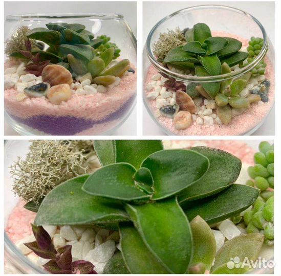 Флорариумы