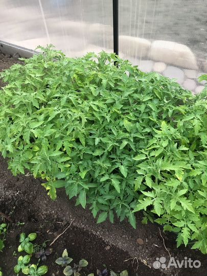 Рассада помидор