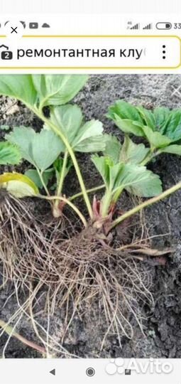 Рассада ремонтантная клубники и малины