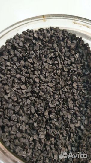 Лук чернушка прометей