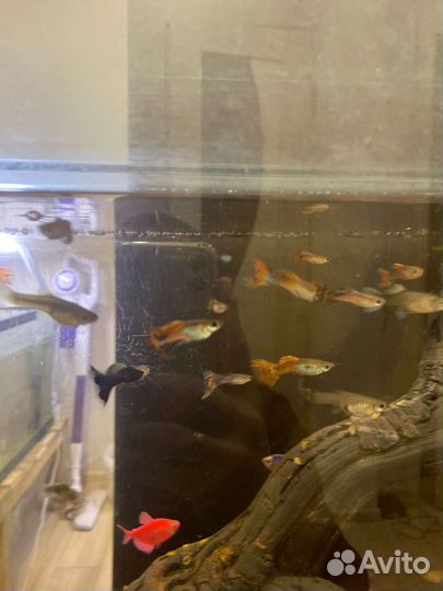 Рыбки гуппи