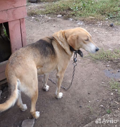 Отдам в добрые руки (русская гончая)