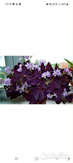 Кислица (оксалис) фиолетовая