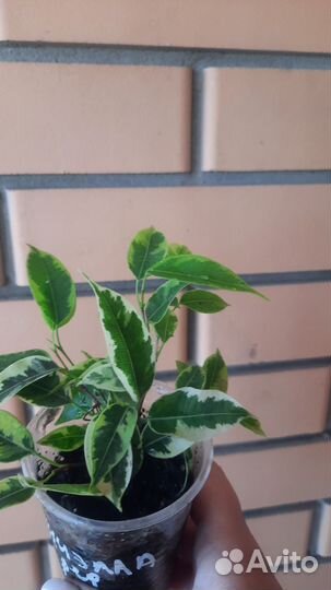 Фикус кинки