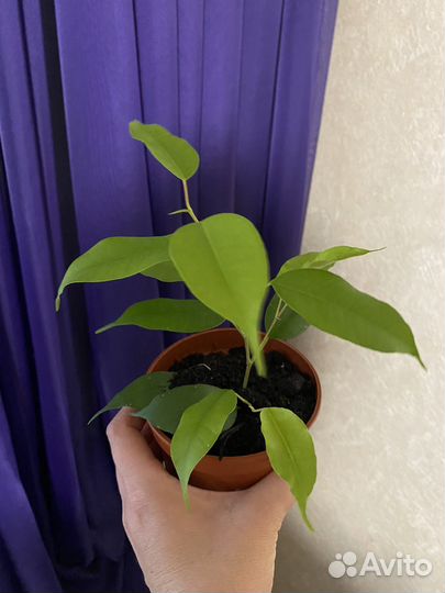 Фикус, традесканция