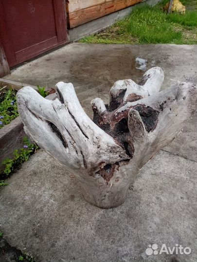 Корень дерева