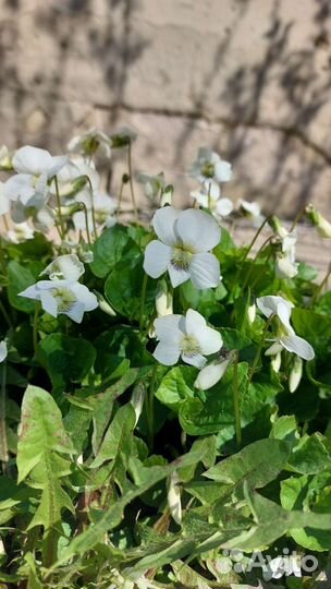 Фиалка белая садовая многолетняя