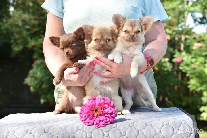 Продаётся щенок