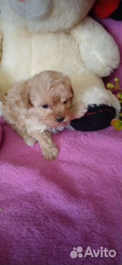 Той пудель. Девочка