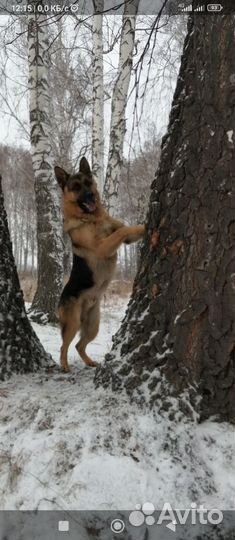 Щенки немецкой овчарки