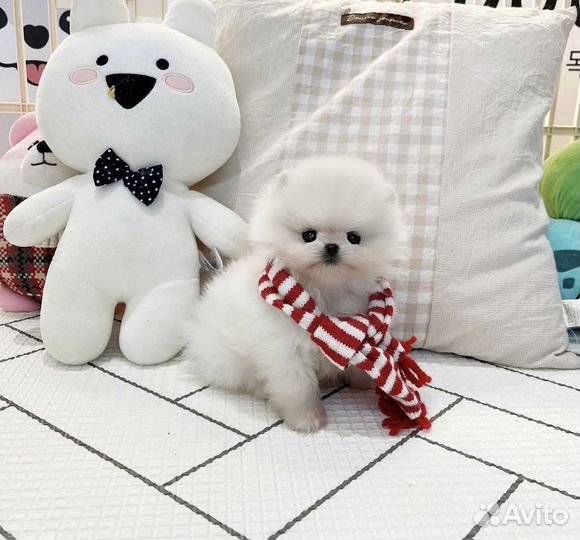 Супер mini шпицы имеется доставка